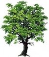 ALBERO